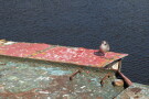 Juvenile Herring Gull, Whitby